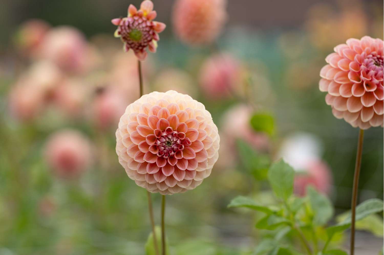 Daalia 'Linda's Baby'